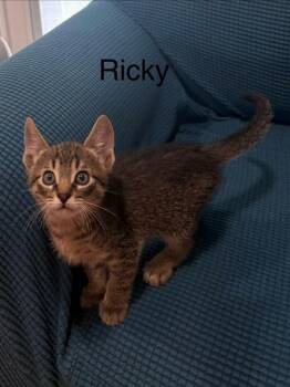 Ricky -  Domestic Short Hair Cat for Adoption in Thompson Falls, Montana - Ricky | PetCurious