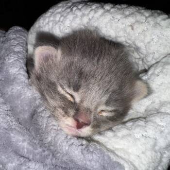 Domestic Medium Hair Cats Available for Adoption - Gibson | PetCurious