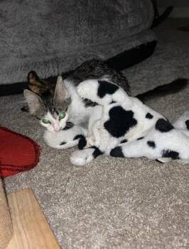 Quill -  Domestic Long Hair Cat for Adoption in Seattle, Washington - Quill | PetCurious