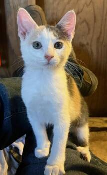 Rescue American Shorthair Cats for Adoption in Santa Rosa, California - Callie | PetCurious