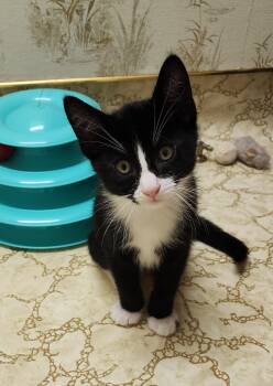 Rescue Tuxedo and Domestic Short Hair Cats for Adoption in Escalon, California - BUTTERFINGER | PetCurious