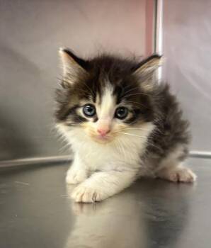 Brady -  Domestic Medium Hair Cat for Adoption in Murray, Kentucky - Brady | PetCurious
