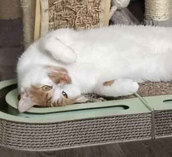 Tupperwear -  Domestic Short Hair Cat for Adoption in Parma, Ohio - Tupperwear | PetCurious