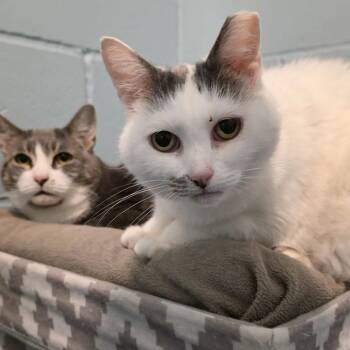 Holly & Mistle Toe -  Domestic Short Hair Cat for Adoption in Smithtown, New York - Holly & Mistle Toe | PetCurious
