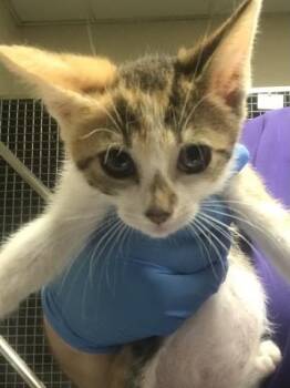 Domestic Short Hair Cats Available for Adoption in Conroe, Texas - A428511 | PetCurious