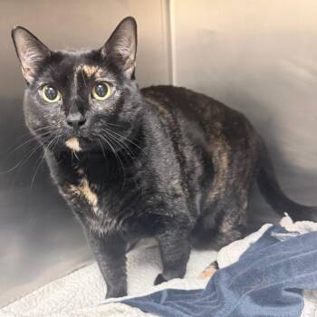 Domestic Short Hair Cats Available for Adoption in Titusville, Florida - Ozzie | PetCurious