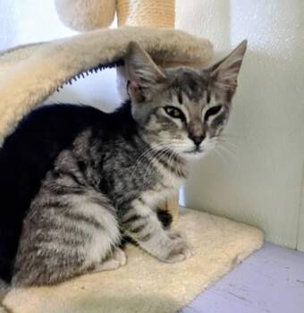 Cola -  Domestic Short Hair Cat for Adoption in Houston, Texas - Cola | PetCurious