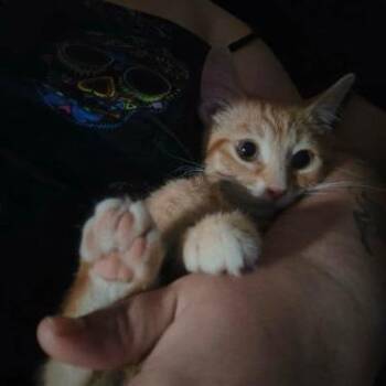 Little Foot -  Domestic Short Hair Cat for Adoption in Georgetown, Kentucky - Little Foot | PetCurious
