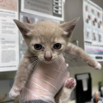 Fuji -  Domestic Short Hair Cat for Adoption in Asheville, North Carolina - Fuji | PetCurious