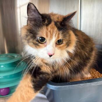 Little Girl -  Domestic Long Hair Cat for Adoption in Manhattan, Kansas - Little Girl | PetCurious