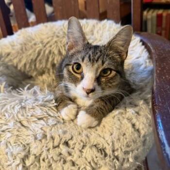Max "Mr. Energy" -  Domestic Short Hair Cat for Adoption in Fort Worth, Texas - Max "Mr. Energy" | PetCurious
