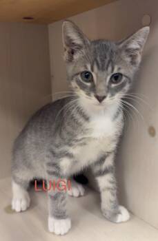 Luigi -  Domestic Short Hair Cat for Adoption in South Elgin, Illinois - Luigi | PetCurious