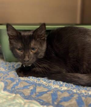 Mulligan -  Domestic Short Hair Cat for Adoption in Bemidji, Minnesota - Mulligan | PetCurious
