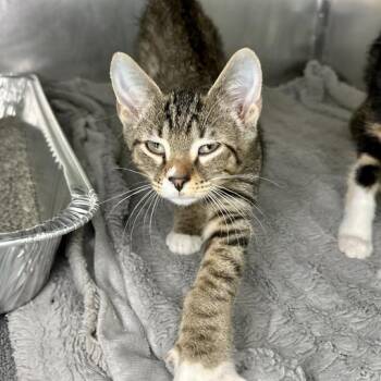 Checkers -  Domestic Short Hair Cat for Adoption in Matteson, Illinois - Checkers | PetCurious