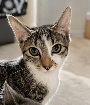 Scout -  Domestic Short Hair Cat for Adoption in Rio Linda, California - Scout | PetCurious