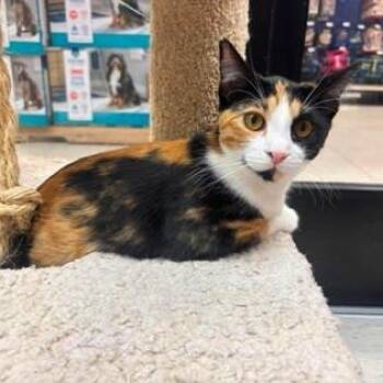 Domestic Short Hair Cats Available for Adoption in Warr Acres, Oklahoma - Millie | PetCurious