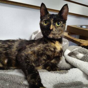 Stevie -  Domestic Short Hair Cat for Adoption in Dickinson, Texas - Stevie | PetCurious