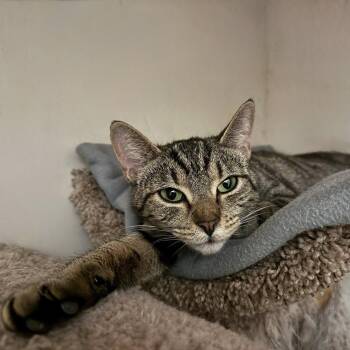Tabby and Domestic Short Hair Cats Available for Adoption in Dublin, Ohio - Judge Judy | PetCurious