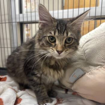 Sunshine -  Domestic Short Hair Cat for Adoption in Birmingham, Alabama - Sunshine | PetCurious