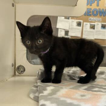 Mantis -  Domestic Short Hair Cat for Adoption in Cheyenne, Wyoming - Mantis | PetCurious