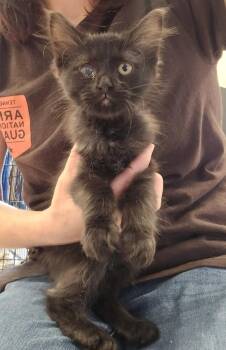 Big Mac -  Domestic Long Hair Cat for Adoption in Dickson, Tennessee - Big Mac | PetCurious