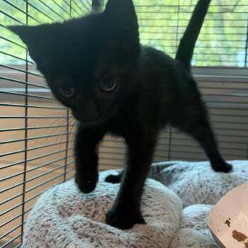 Karen -  Domestic Short Hair Cat for Adoption in Charleston, South Carolina - Karen | PetCurious