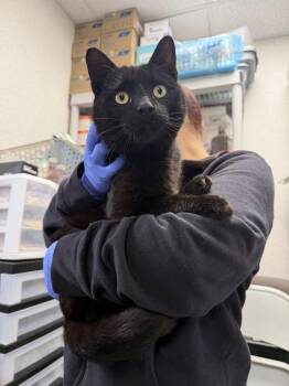 Domestic Short Hair Cats Available for Adoption - Vader | PetCurious