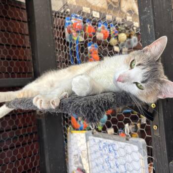Maggie -  Dilute Calico Cat Available for Adoption in Absecon, New Jersey - Maggie | PetCurious