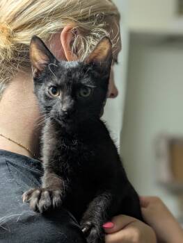 Anthony -  Domestic Short Hair Cat for Adoption in Tilton, Illinois - Anthony | PetCurious