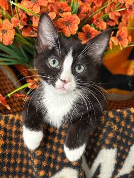3/11/26 Sophie -  Domestic Short Hair Cat Available for Adoption in Stillwater, Oklahoma - 3/11/26 Sophie | PetCurious