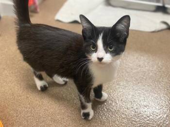 MEADOW -  Domestic Short Hair Cat for Adoption in Fort Wayne, Indiana - MEADOW | PetCurious