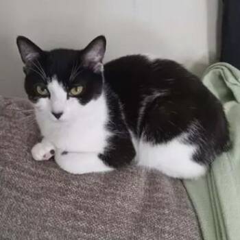 Domestic Short Hair Cats Available for Adoption in Stuart, Virginia - Ladybug | PetCurious