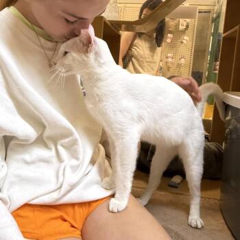Smudge and Señor Blanco -  Domestic Short Hair Cat for Adoption in Austin, Texas - Smudge And Señor Blanco | PetCurious