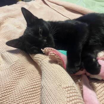 Domestic Short Hair Cats Available for Adoption in Orlando, Florida - Binx | PetCurious