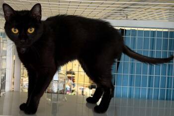 Manon -  Domestic Short Hair Cat for Adoption in Claremont, New Hampshire - Manon | PetCurious