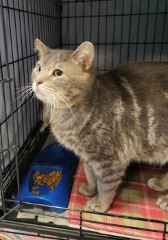 Domestic Short Hair Cats Available for Adoption in Muncie, Indiana - Albus | PetCurious