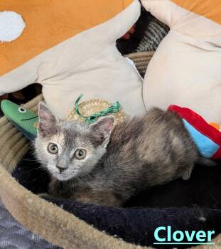 Clover -  Domestic Short Hair Cat for Adoption in Seven Valleys, Pennsylvania - Clover | PetCurious