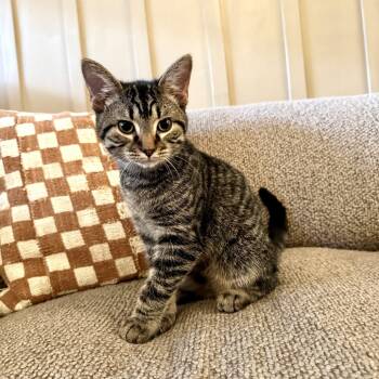 Rescue American Shorthair Cats for Adoption in Gibsonia, Pennsylvania - Sherlock | PetCurious