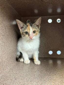 SKITTY -  Domestic Short Hair Cat for Adoption in Cookeville, Tennessee - SKITTY | PetCurious