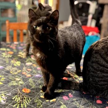 Rescue Domestic Short Hair and American Shorthair Cats for Adoption in Greenfield, Indiana - Starling | PetCurious