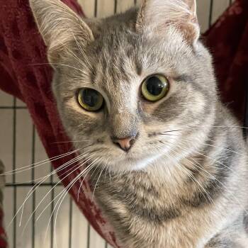 Ivy -  Domestic Short Hair Cat for Adoption in Lacon, Illinois - Ivy | PetCurious