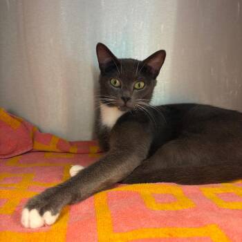 Gabbie -  Domestic Short Hair Cat for Adoption in Englewood, Florida - Gabbie | PetCurious