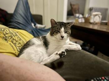 Cecil -  Domestic Short Hair Cat for Adoption in Boston, Massachusetts - Cecil | PetCurious