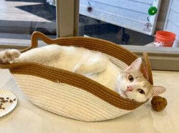 Pollo -  Domestic Short Hair Cat for Adoption in Downers Grove, Illinois - Pollo | PetCurious