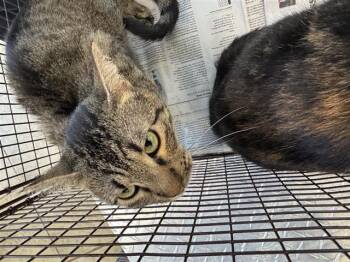 Domestic Short Hair Cats Available for Adoption in San Antonio, Texas - PAULA | PetCurious