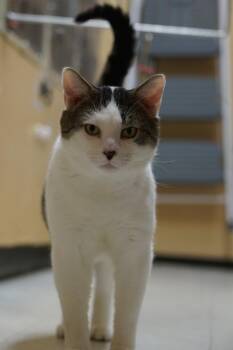 Domestic Short Hair Cats Available for Adoption - Ed | PetCurious