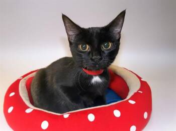CHEESECAKE -  Domestic Short Hair Cat for Adoption in Fort Lauderdale, Florida - CHEESECAKE | PetCurious