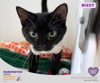 Bizzy -  Domestic Short Hair Cat for Adoption in Eighty Four, Pennsylvania - Bizzy | PetCurious
