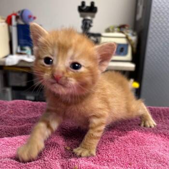 Bubbles -  Domestic Short Hair Cat Available for Adoption in Newark, New Jersey - Bubbles | PetCurious