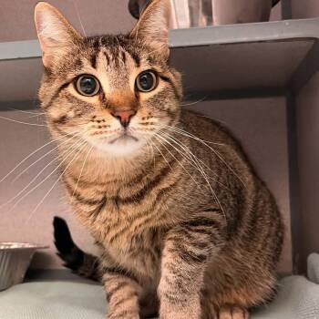 Merlin -  Domestic Short Hair Cat for Adoption in Waterloo, Iowa - Merlin | PetCurious
